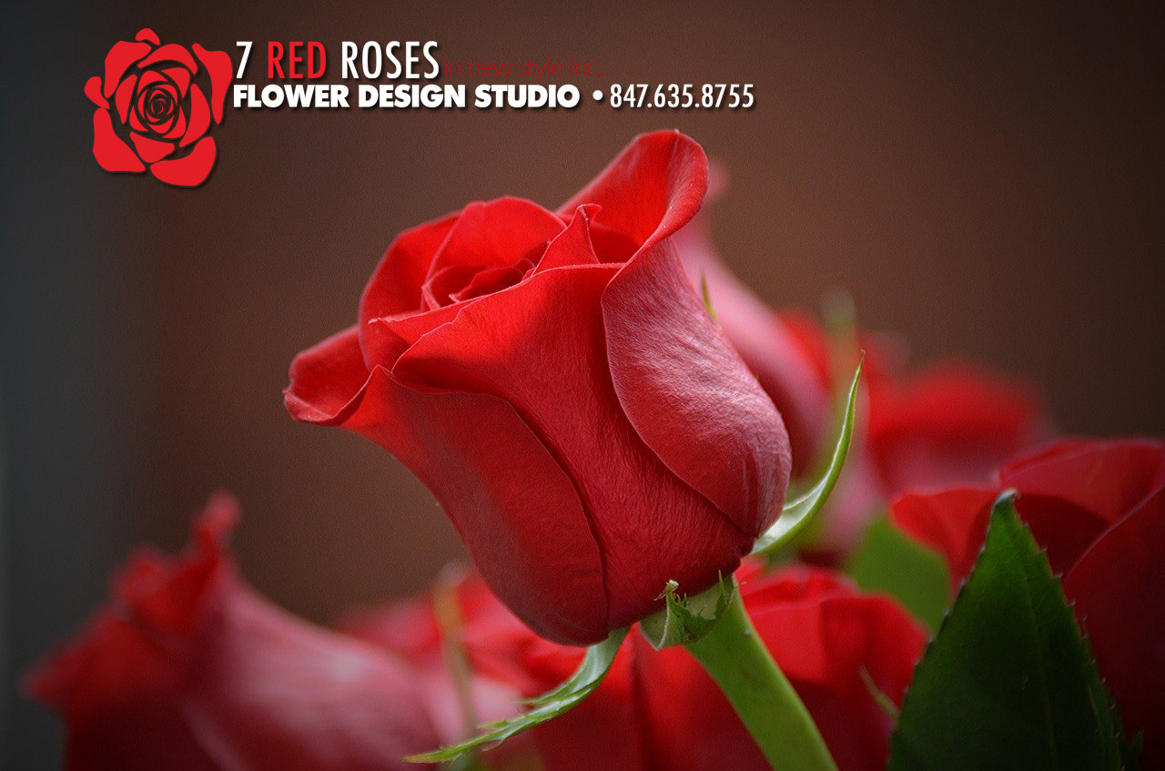 Seven Red Roses Flower Studio Boutique Florist in Des Plaines, IL